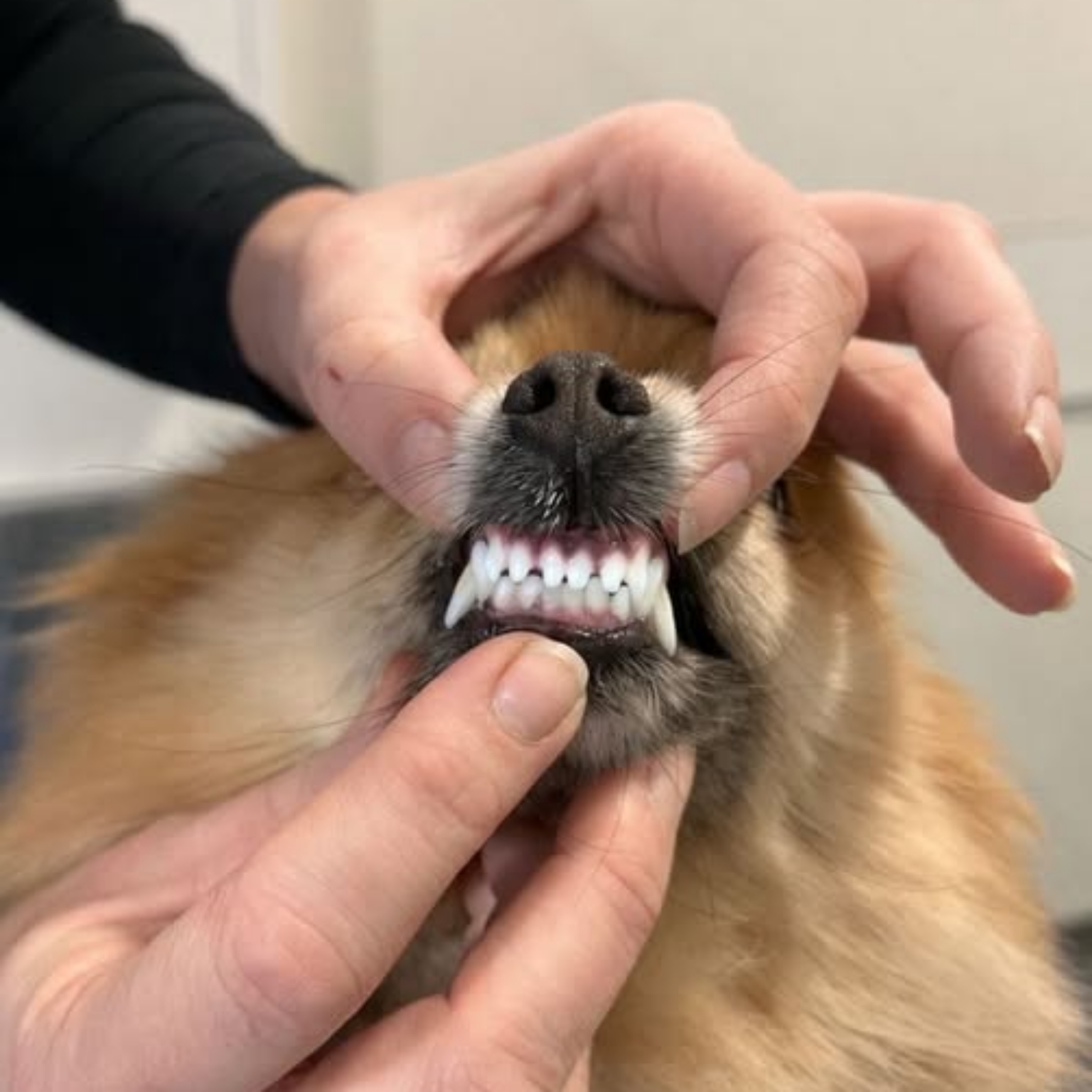 Gebitsinformatieavond