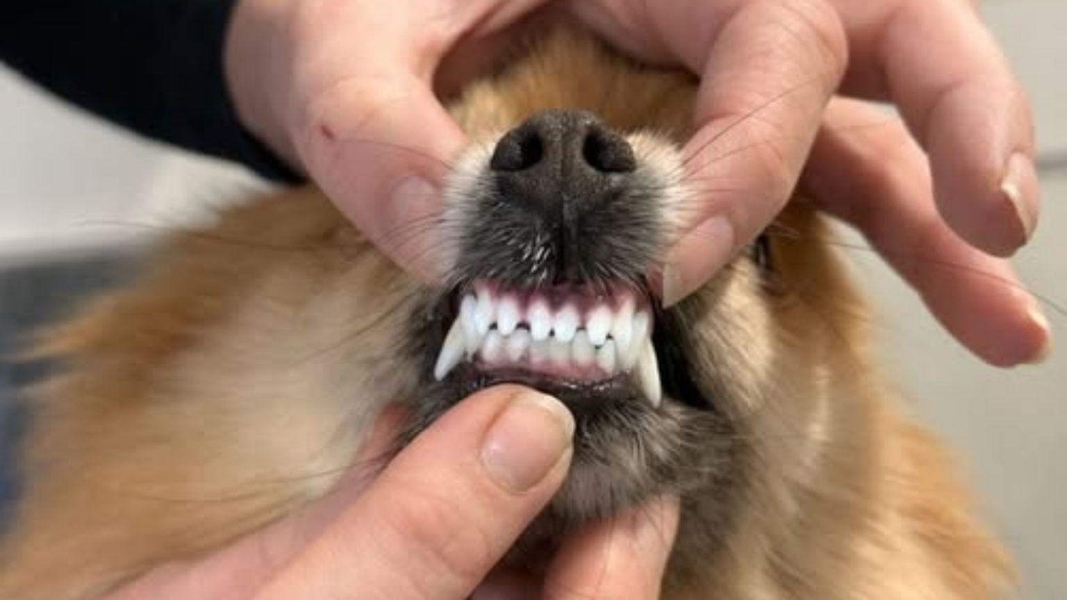 Gebitsinformatieavond